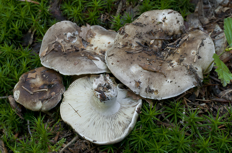 Russula densifolia